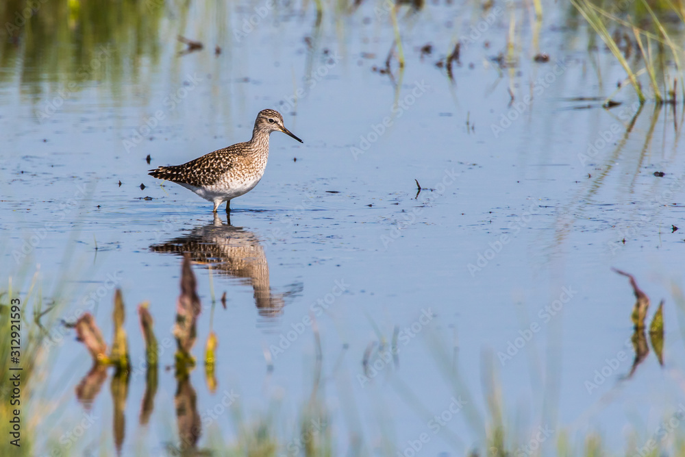 Wood sandpiper (Tringa glareola)