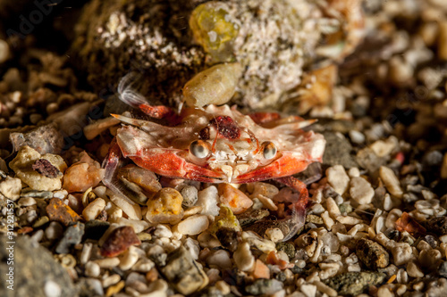 The surprising underwater world of the Indian and Pacifical Oceans