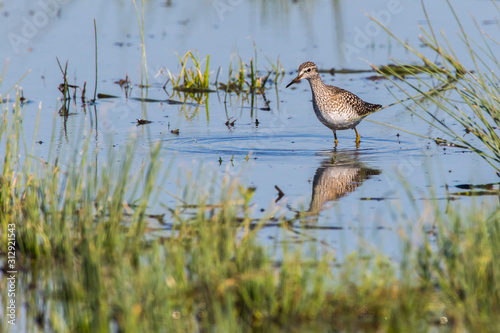 Obraz na płótnie Wood sandpiper (Tringa glareola) w salonie