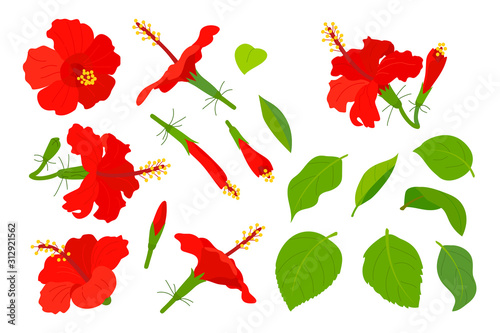 vector hand drawn plant clipart