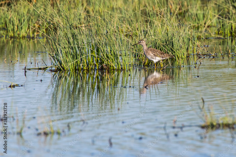 Wood sandpiper (Tringa glareola)
