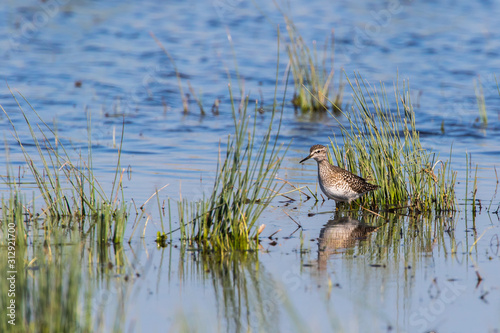 Obraz na płótnie Wood sandpiper (Tringa glareola) w salonie