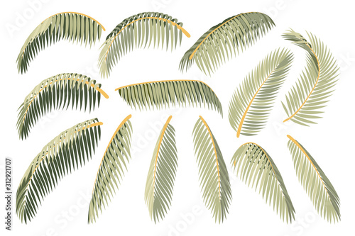 vector hand drawn plant clipart