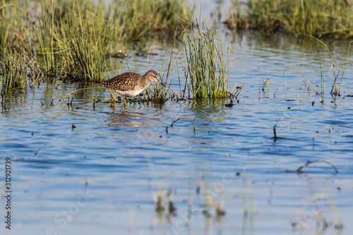 Wood sandpiper (Tringa glareola)