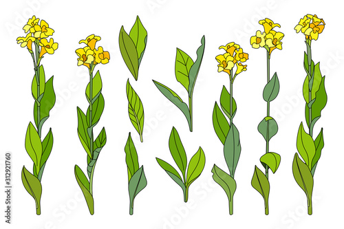 vector hand drawn plant clipart