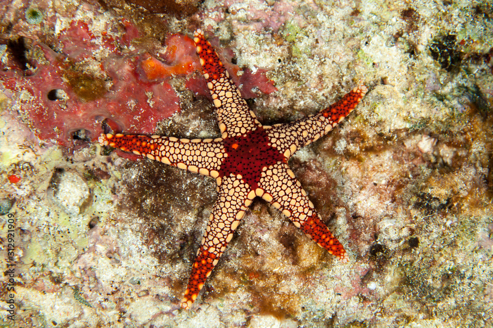 Fototapeta premium The surprising underwater world of the Indian and Pacifical Oceans