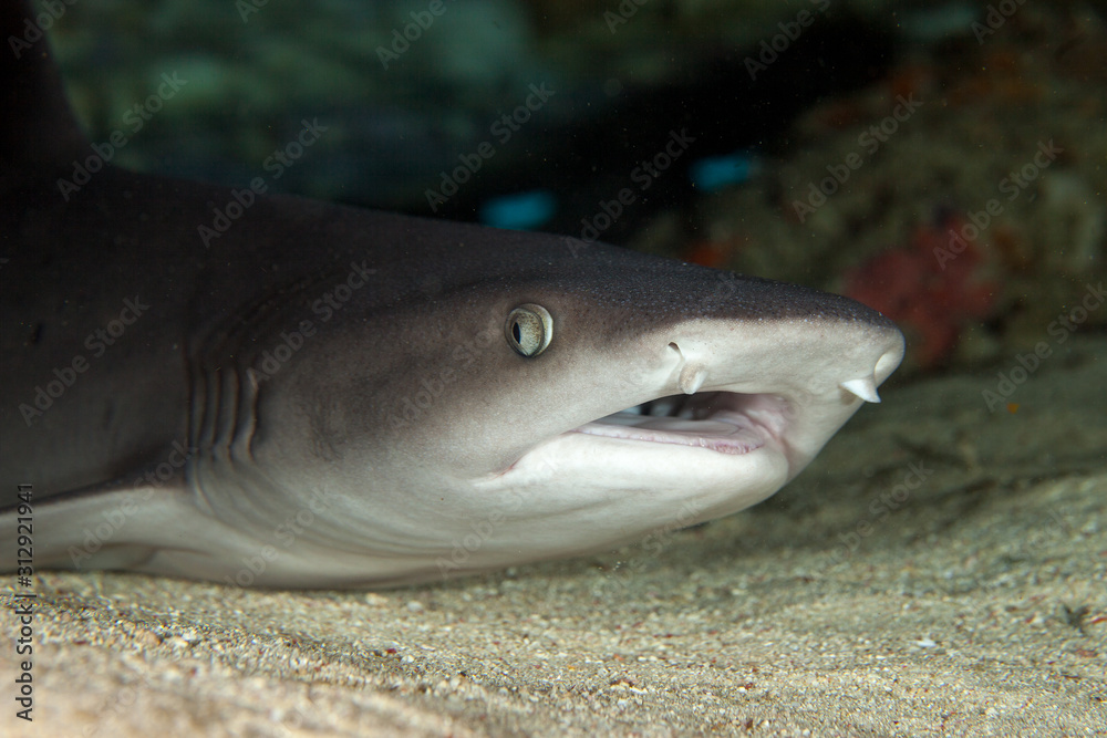 Naklejka premium The surprising underwater world of the Indian and Pacifical Oceans