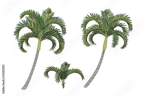 vector handdrawn plant clipart