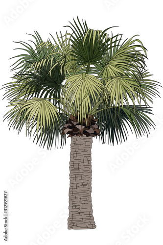 vector hand drawn plant clipart