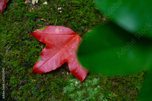 red maple in authum phukradaung thailand