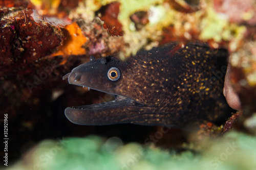 The surprising underwater world of the Indian and Pacifical Oceans