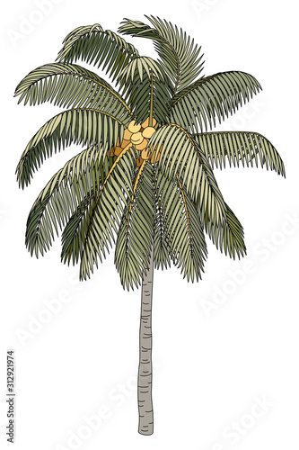 vector hand drawn plant clipart