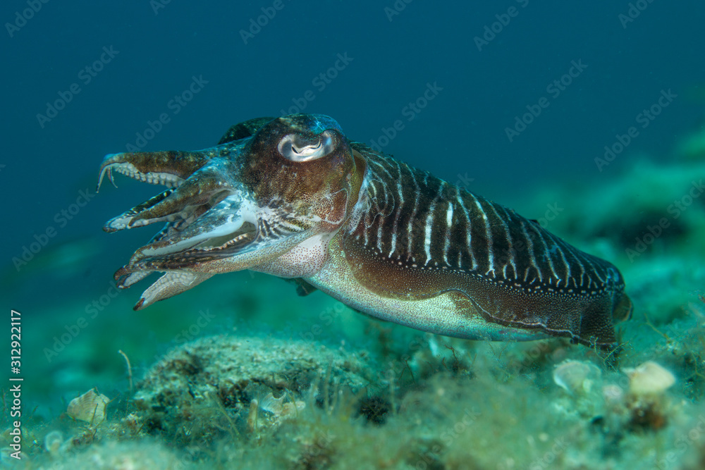 Fototapeta premium The surprising underwater world of the Indian and Pacifical Oceans