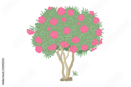 vector hand drawn plant clipart