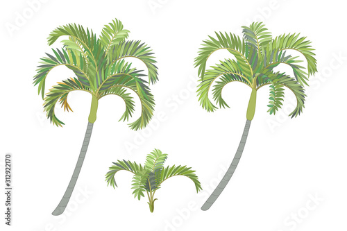 vector handdrawn plant clipart