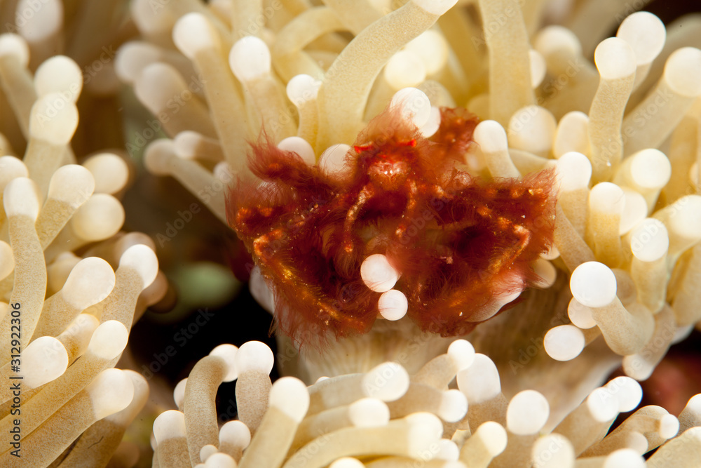 The surprising underwater world of the Indian and Pacifical Oceans The surprising underwater world of the Indian and Pacifical Oceans