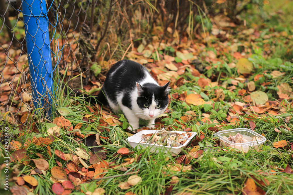 Stray homeless cat in autumn outdoors eating food