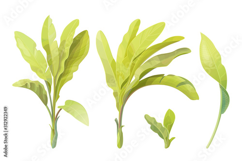 vector hand drawn plant clipart