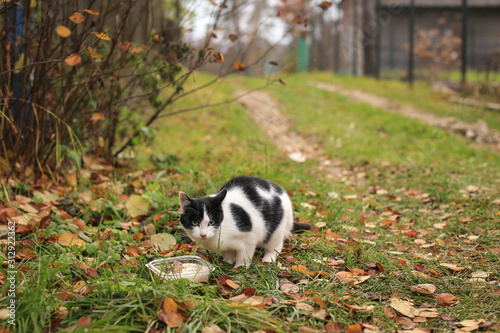 Stray homeless cat eating food outdoors in autumn in nature