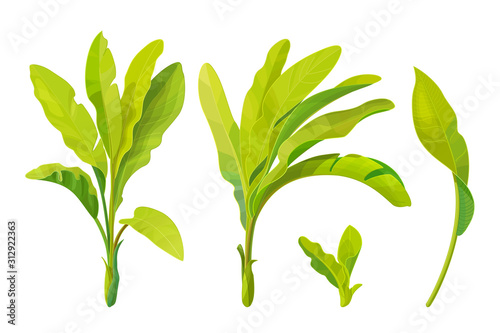 vector hand drawn plant clipart