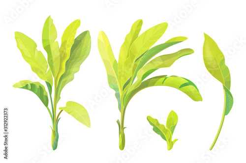 vector hand drawn plant clipart