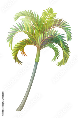 vector handdrawn plant clipart