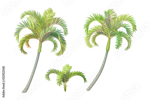 vector handdrawn plant clipart