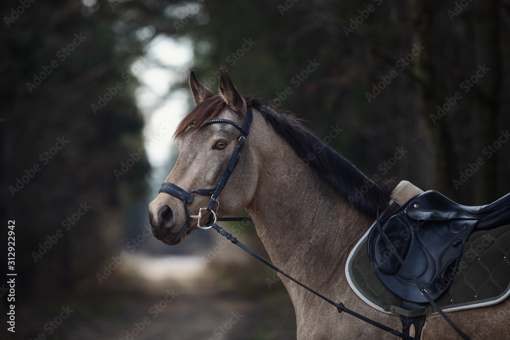 portrait of beautiful stunning show jumping gelding horse with bridle and browband with beads in forest in autumn portrait of beautiful stunning show jumping gelding horse with bridle and browband with beads in forest in autumn