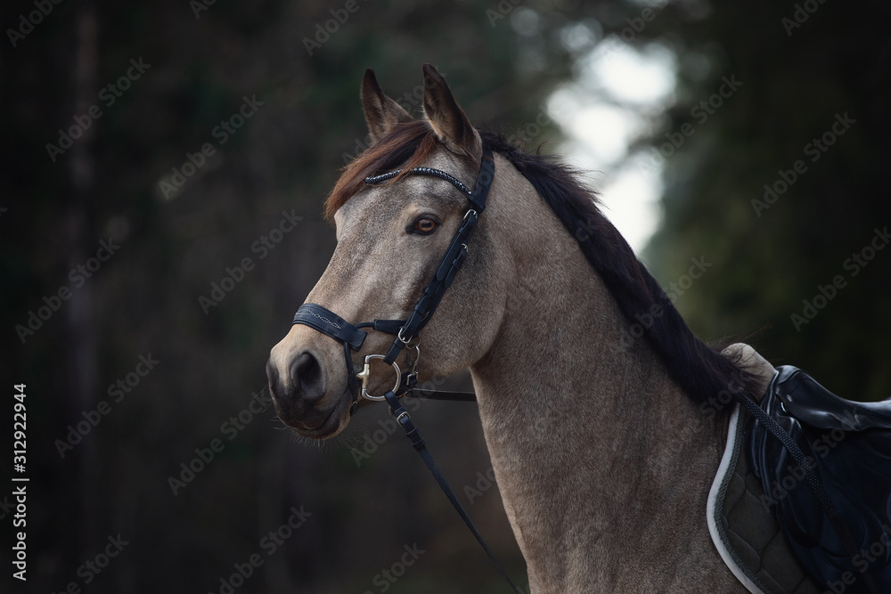 Obraz premium portrait of beautiful stunning show jumping gelding horse with bridle and browband with beads in forest in autumn 