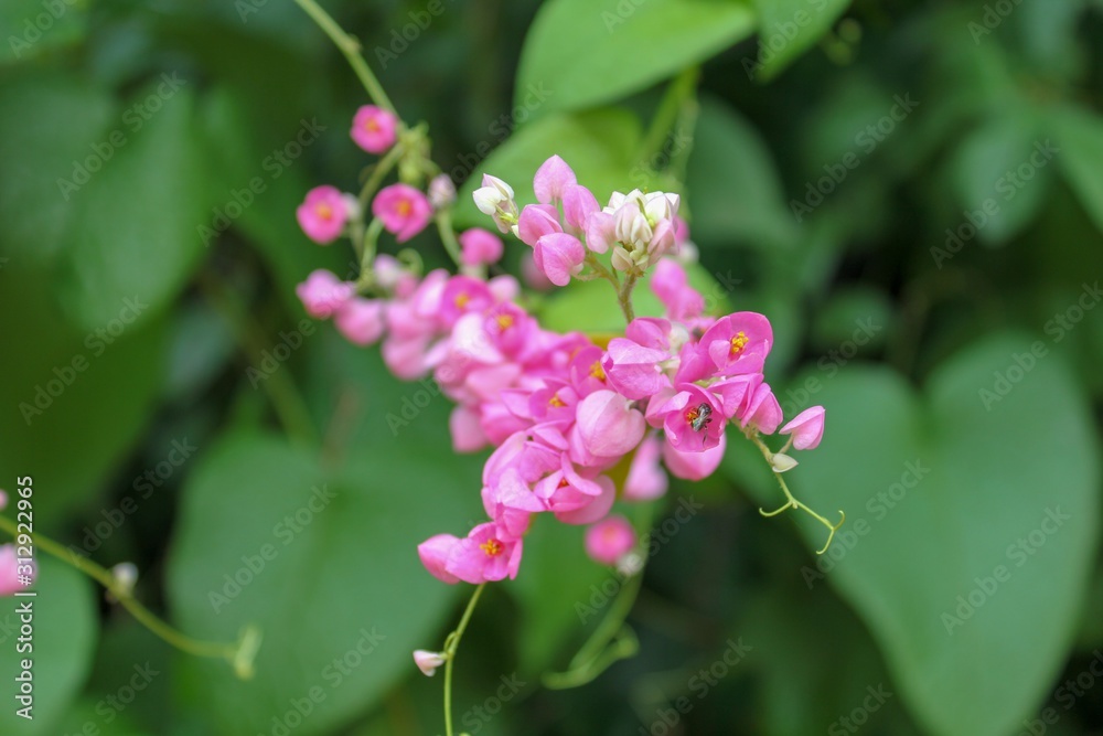 Antigonon leptopus,maxican creeper or coral vine flower in the garden Antigonon leptopus,maxican creeper or coral vine flower in the garden