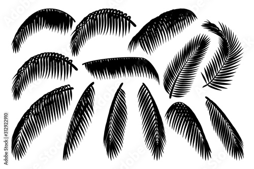 vector hand drawn plant clipart