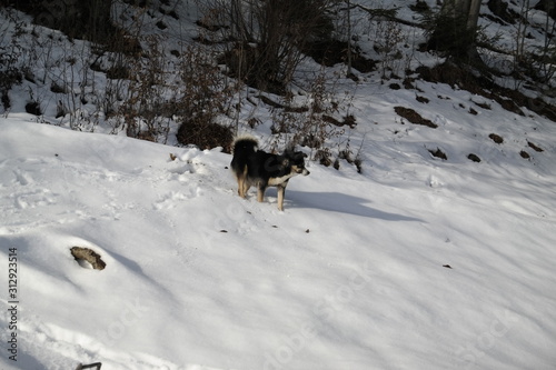 dog in snow