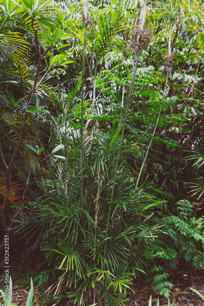 detail of tropical park with exotic trees and plants detail of tropical park with exotic trees and plants