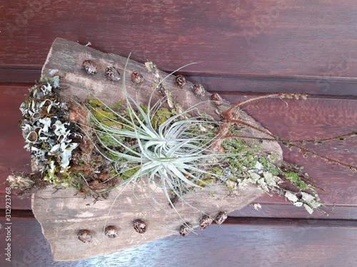 Handicraft made with wood and moss, living plants, at Plenitude Site in Jambeiro - SP, Brazil. photo