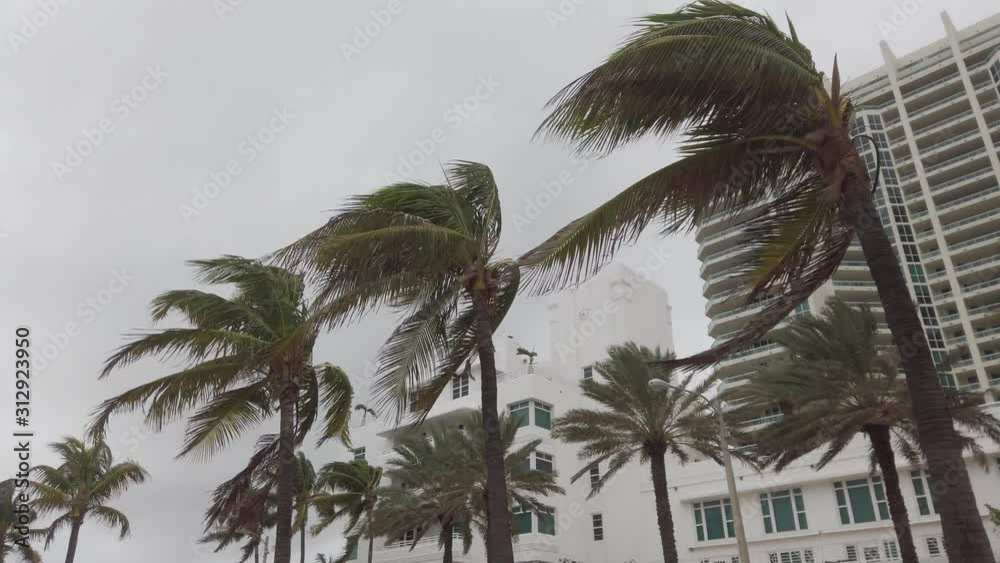 Closeup of the tops of a group of  palm trees blowing on a windy, cloudy day with  white buildings in the background