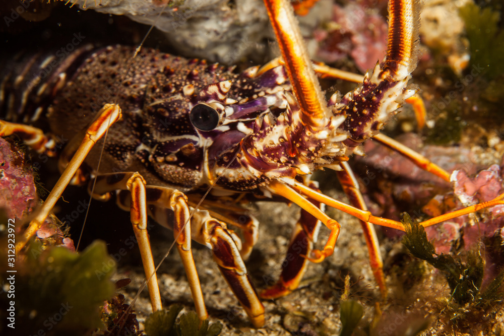 The surprising underwater world of the Indian and Pacifical Oceans The surprising underwater world of the Indian and Pacifical Oceans