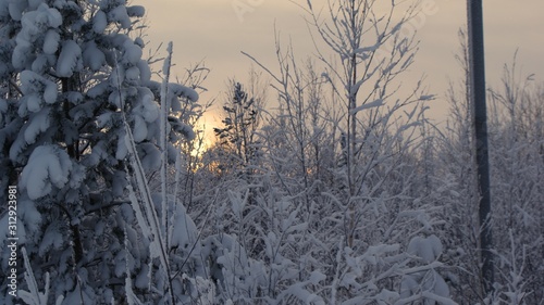 Wallpaper Mural Winter Siberian forest. Snow. January 2 Torontodigital.ca