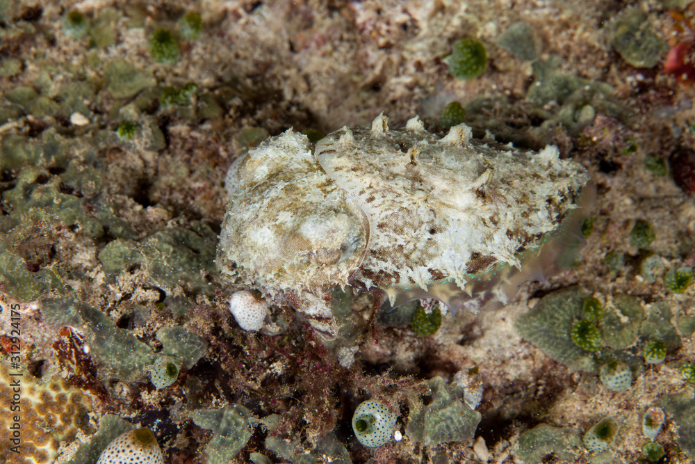 The surprising underwater world of the Indian and Pacifical Oceans