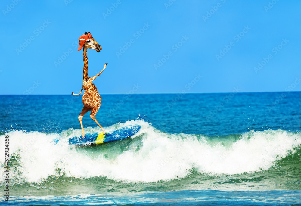 Giraffe wear cap surf on surfboard in sea waves - obrazy, fototapety, plakaty 