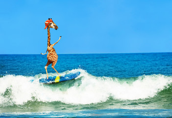 Giraffe wear cap surf on surfboard in sea waves