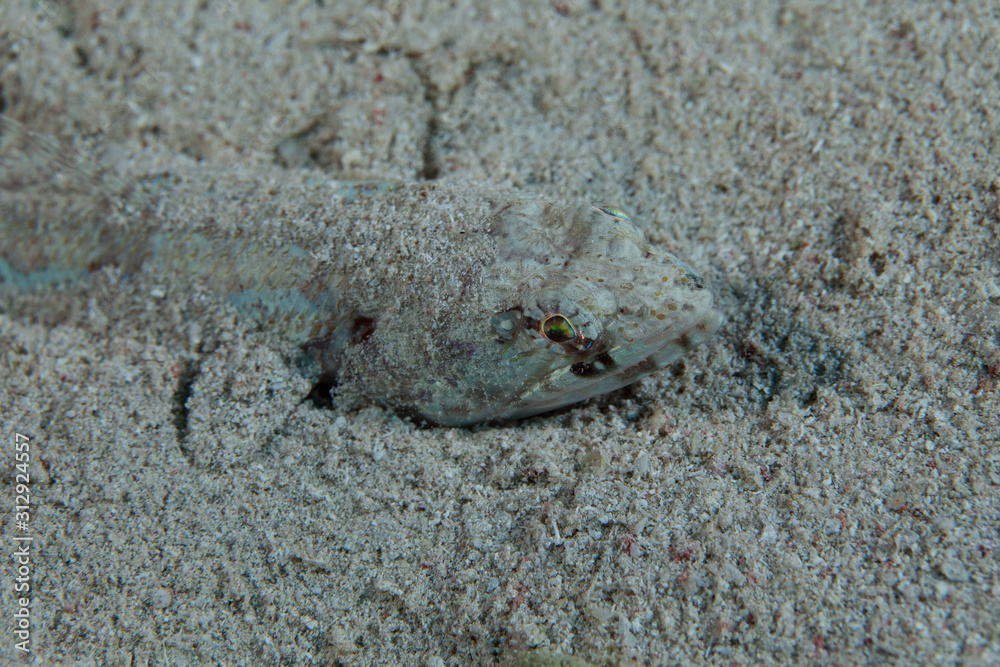 The surprising underwater world of the Indian and Pacifical Oceans The surprising underwater world of the Indian and Pacifical Oceans