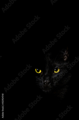 Low key black cat portrait emerging from the shadows with only part of face, eyes nose visible