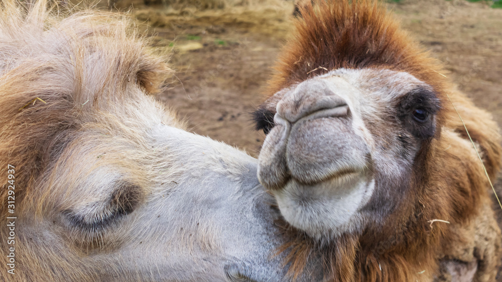 Obraz premium Just a beautiful photo of 2 funny lovers camels having a good time whilst showing off their companionship. Valentines days concept.