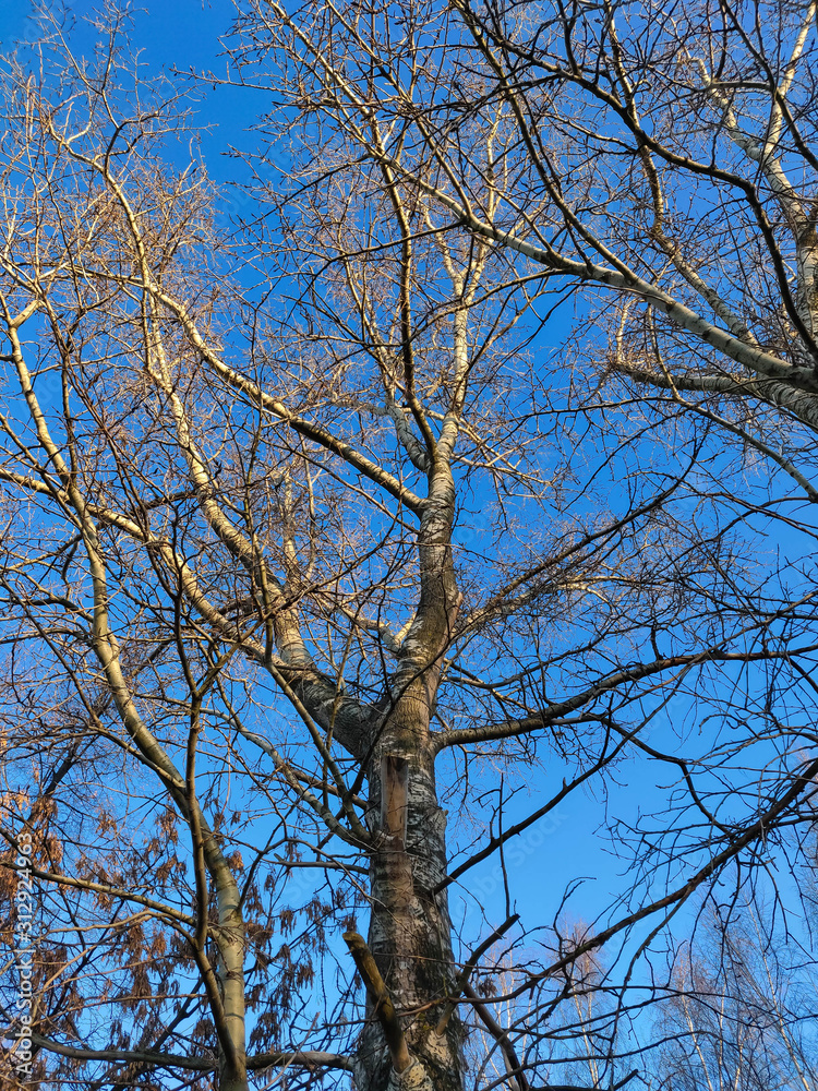 Trees without leaves against a bright blue sky Trees without leaves against a bright blue sky