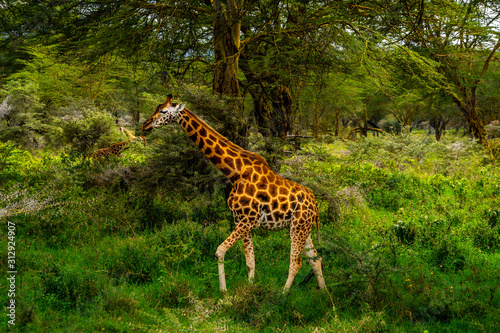 Wild giraffe in african savannah