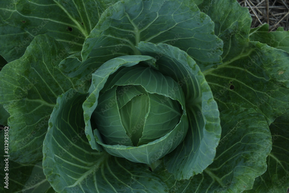 Cabbage (repolho) at the Plenitude Site in Jambeiro - SP, Brazil. Cabbage (repolho) at the Plenitude Site in Jambeiro - SP, Brazil.