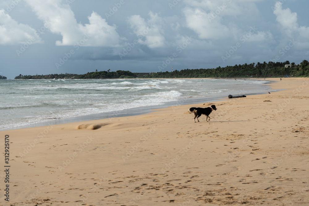 Homeless dog walking near the ocean