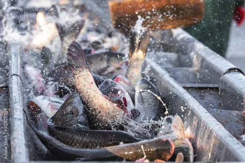 fishermen in production with their hands pick and sort fish