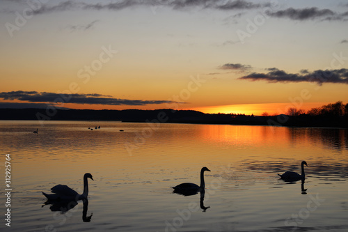 Little swan family swims towards the sunset