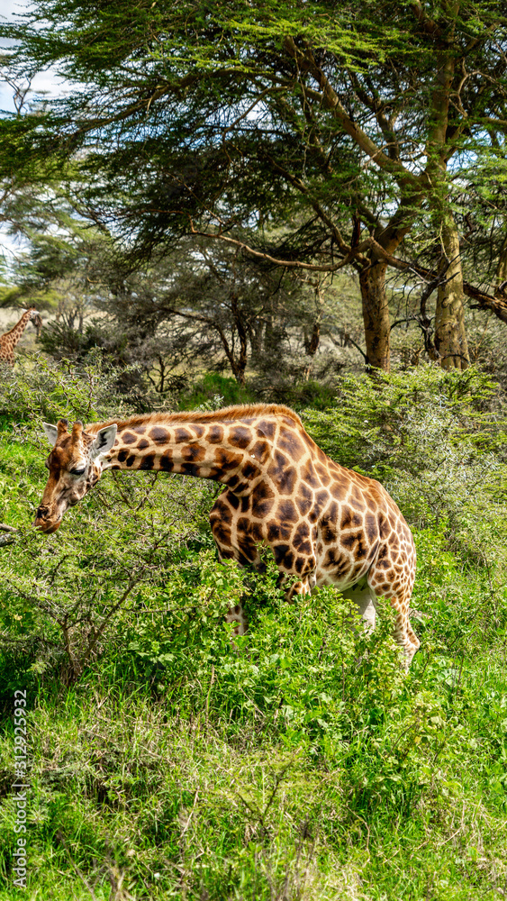 Obraz premium Wild giraffe in african savannah